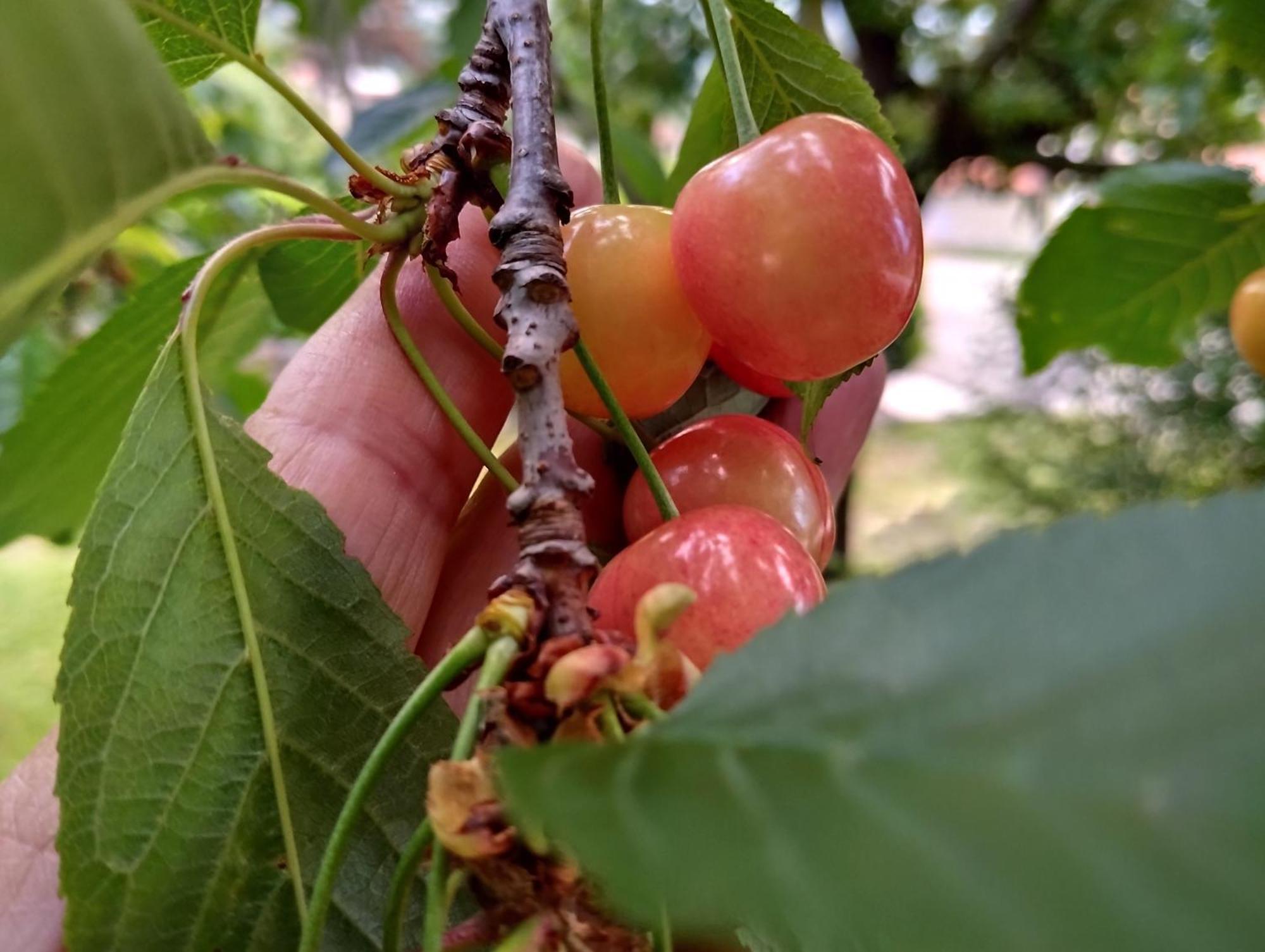 דירות Roč Daal מראה חיצוני תמונה