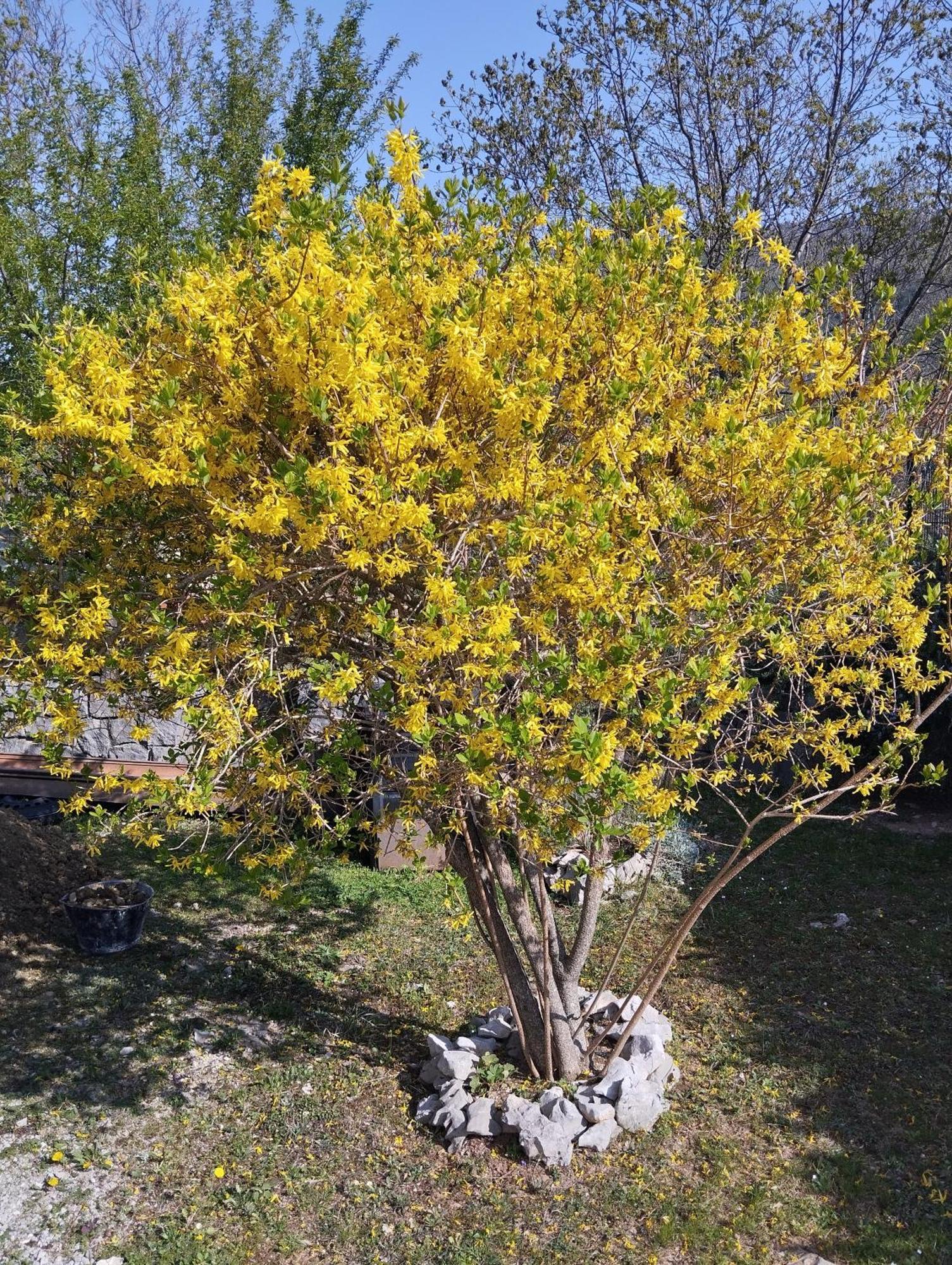 דירות Roč Daal מראה חיצוני תמונה